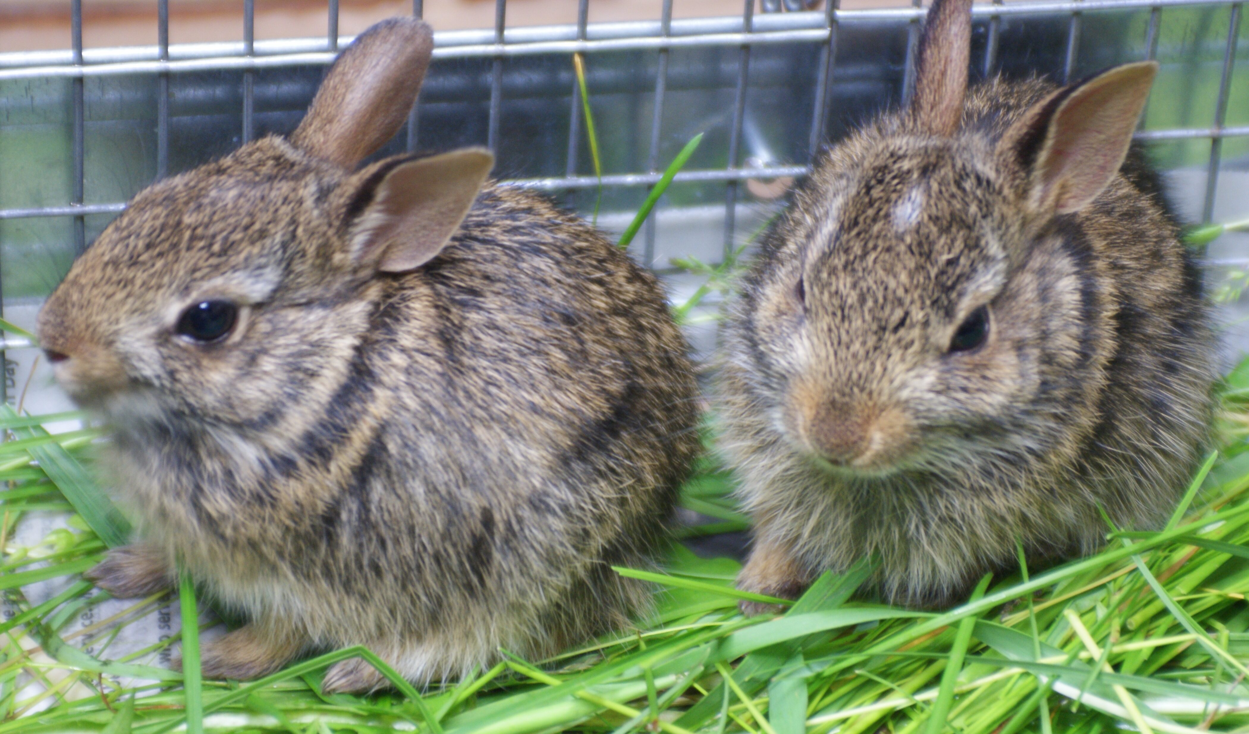 Caring For Orphan Baby Rabbits - House Rabbit Society