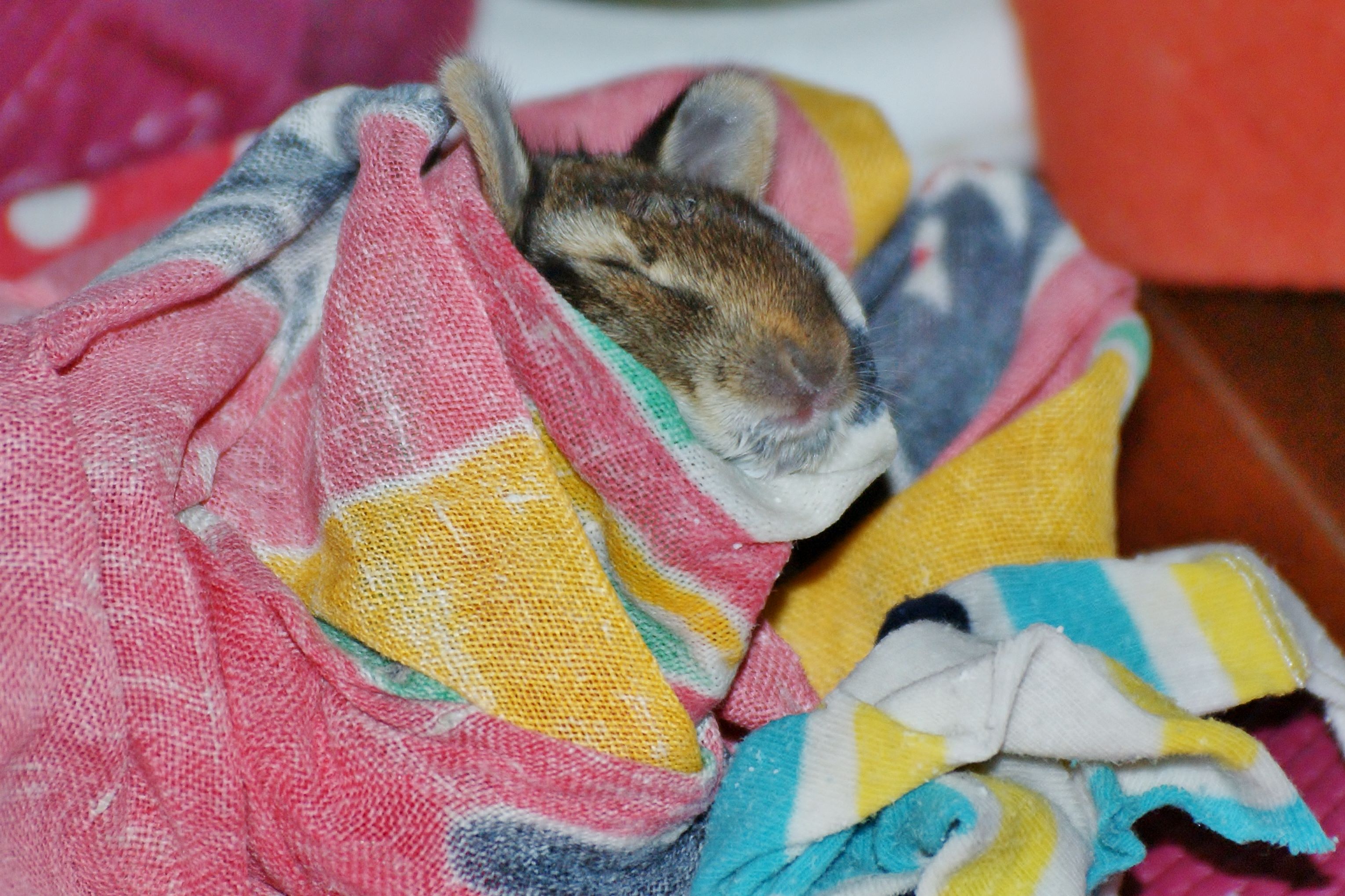 Wildlife Rehabilitator - Juvenile Eastern Cottontail Rabbit wrapped in dish towel at feeding time