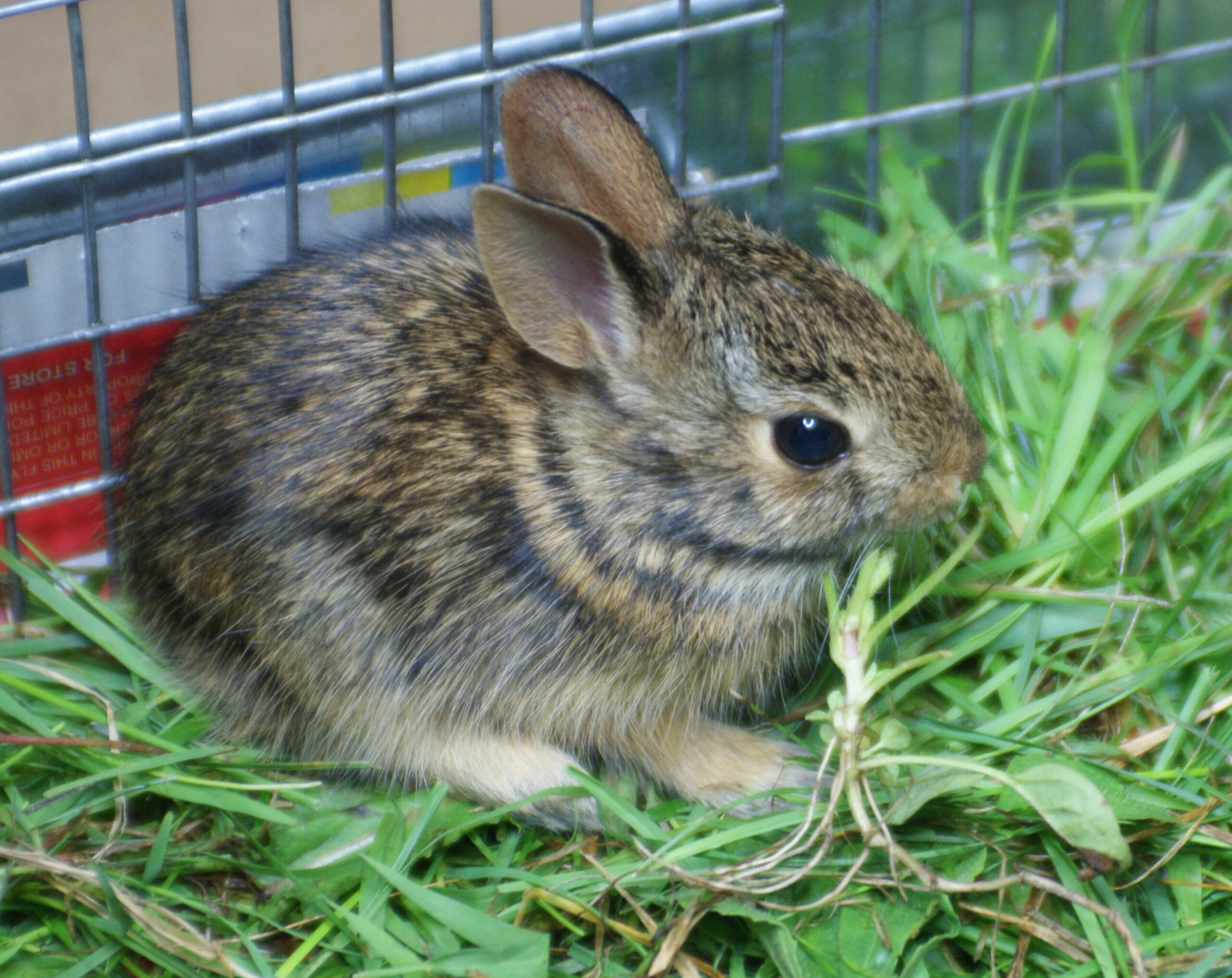 rabbit care - eating grass