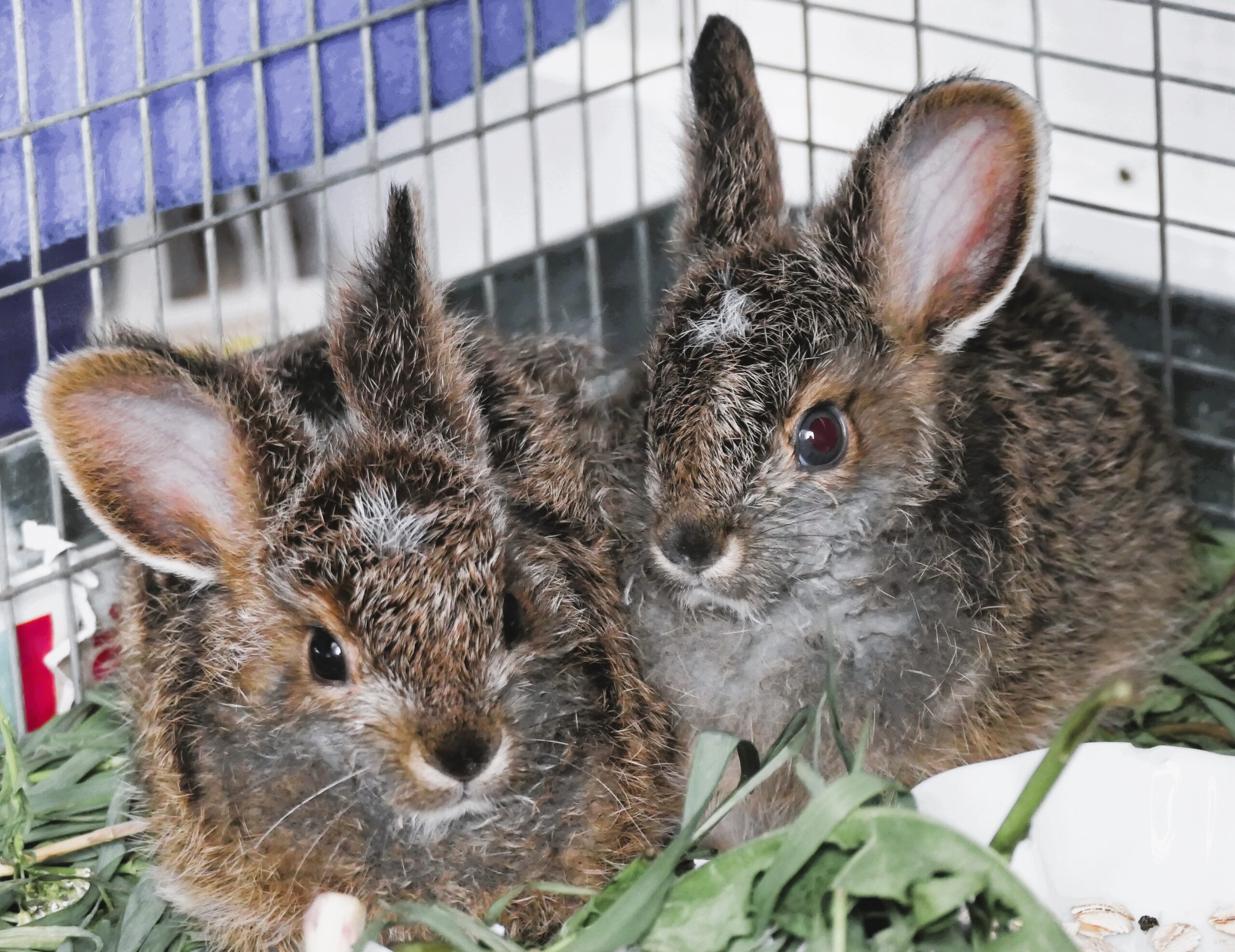 Two Rescued Hares