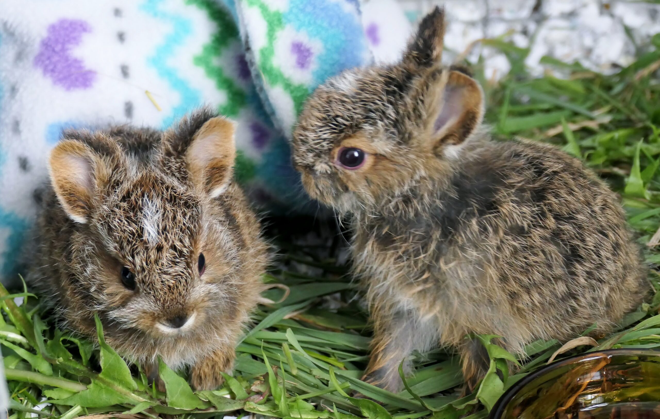 Snowshoe Hare