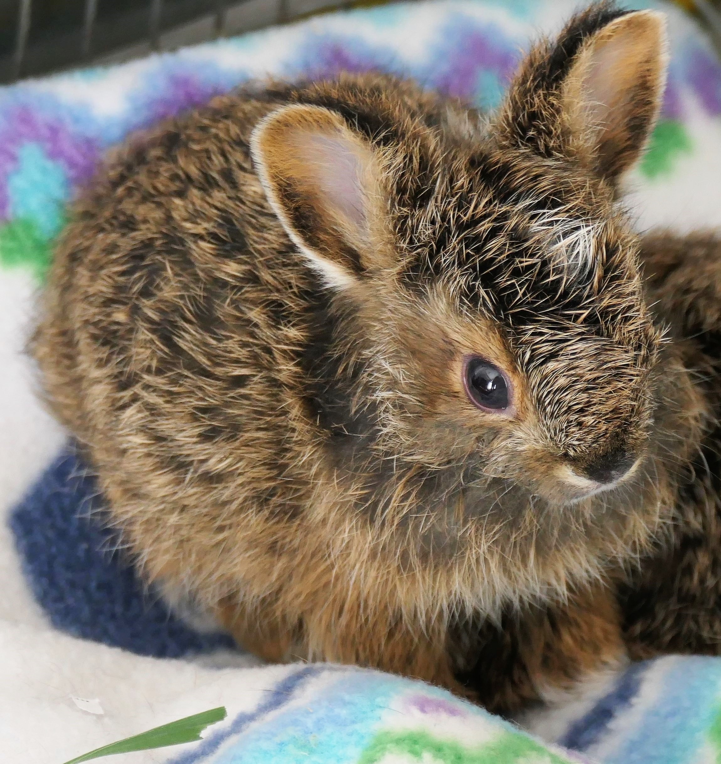 Baby Snowshoe Hare