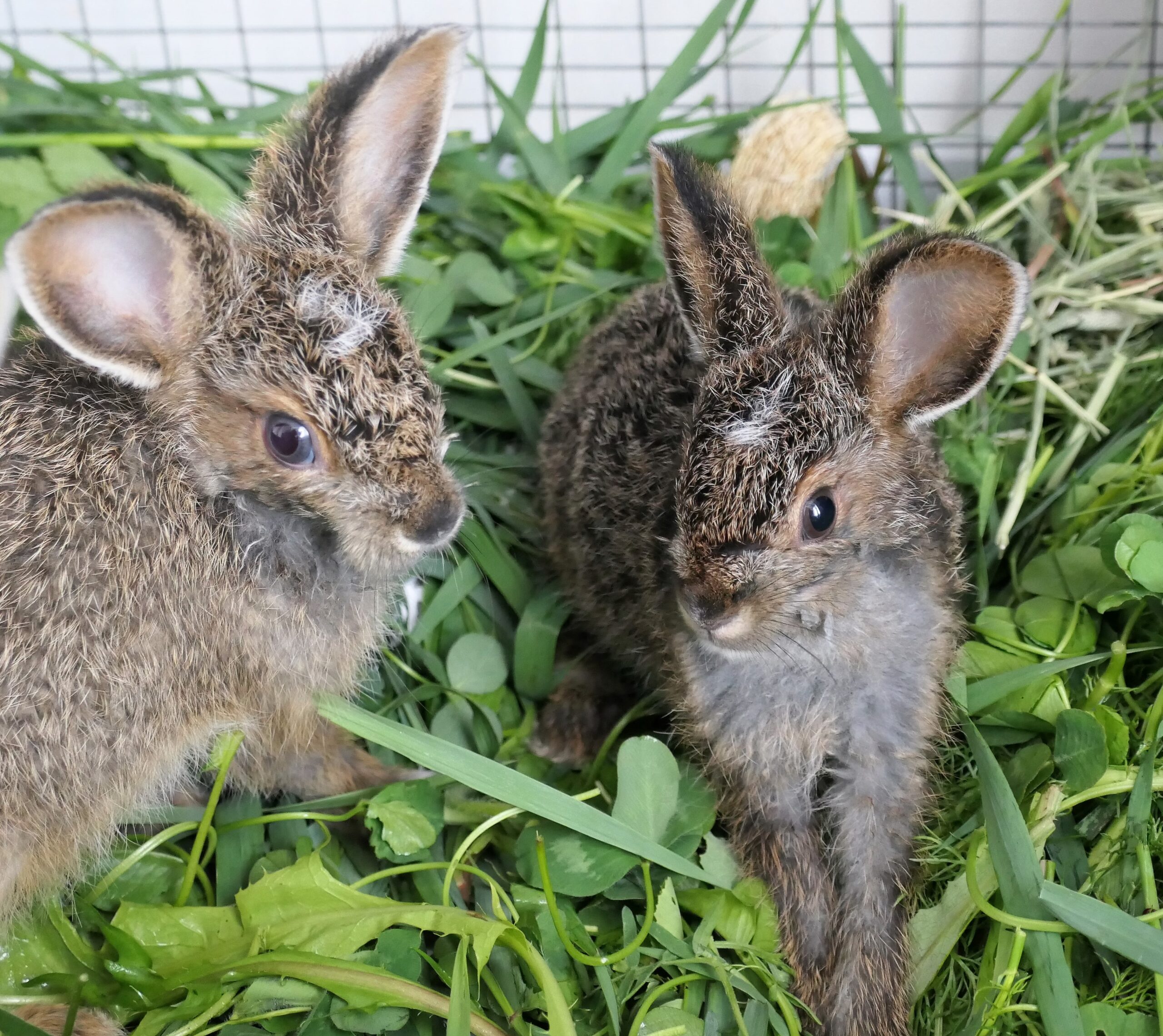 Baby Snowshoe Hare