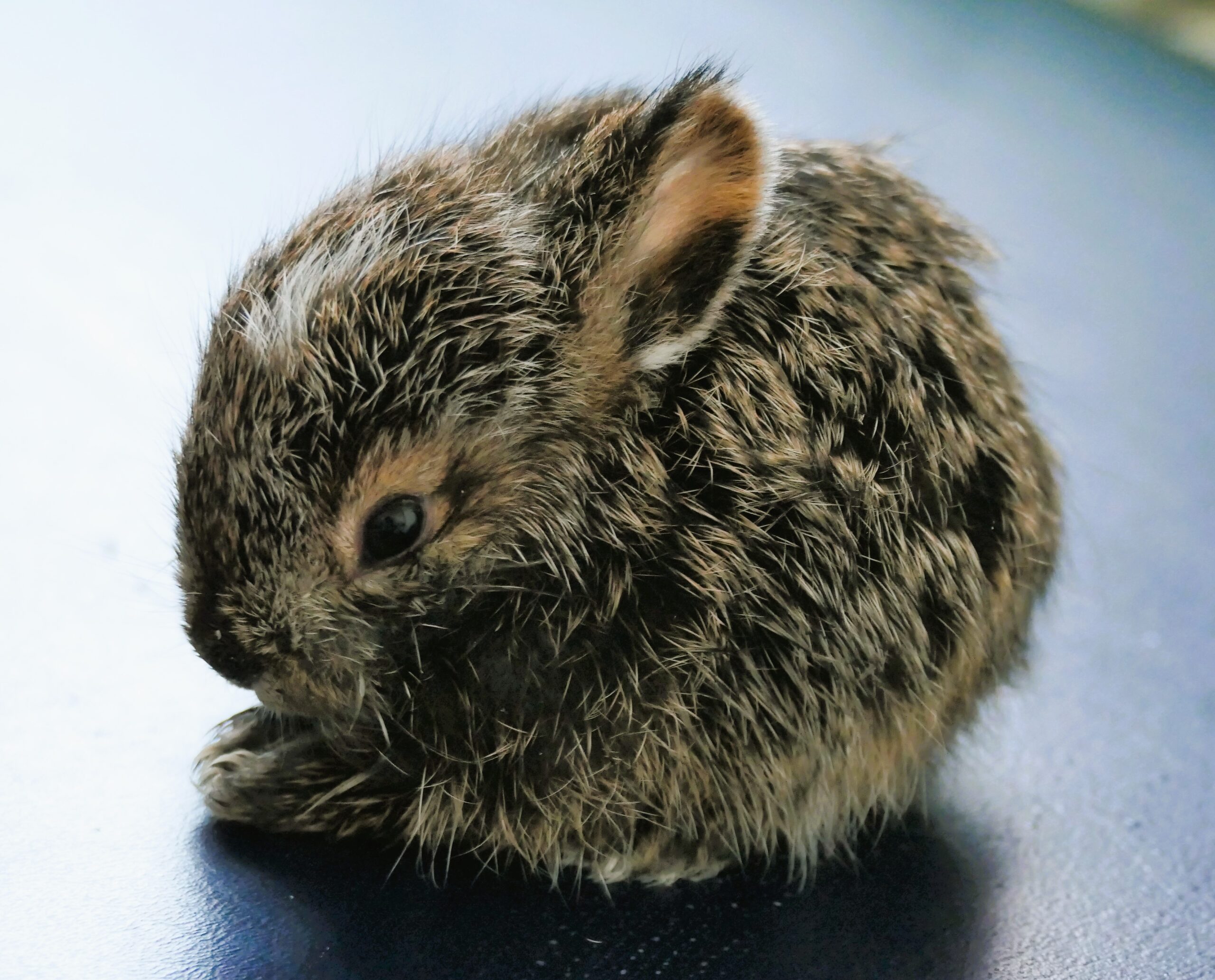 newborn baby hare