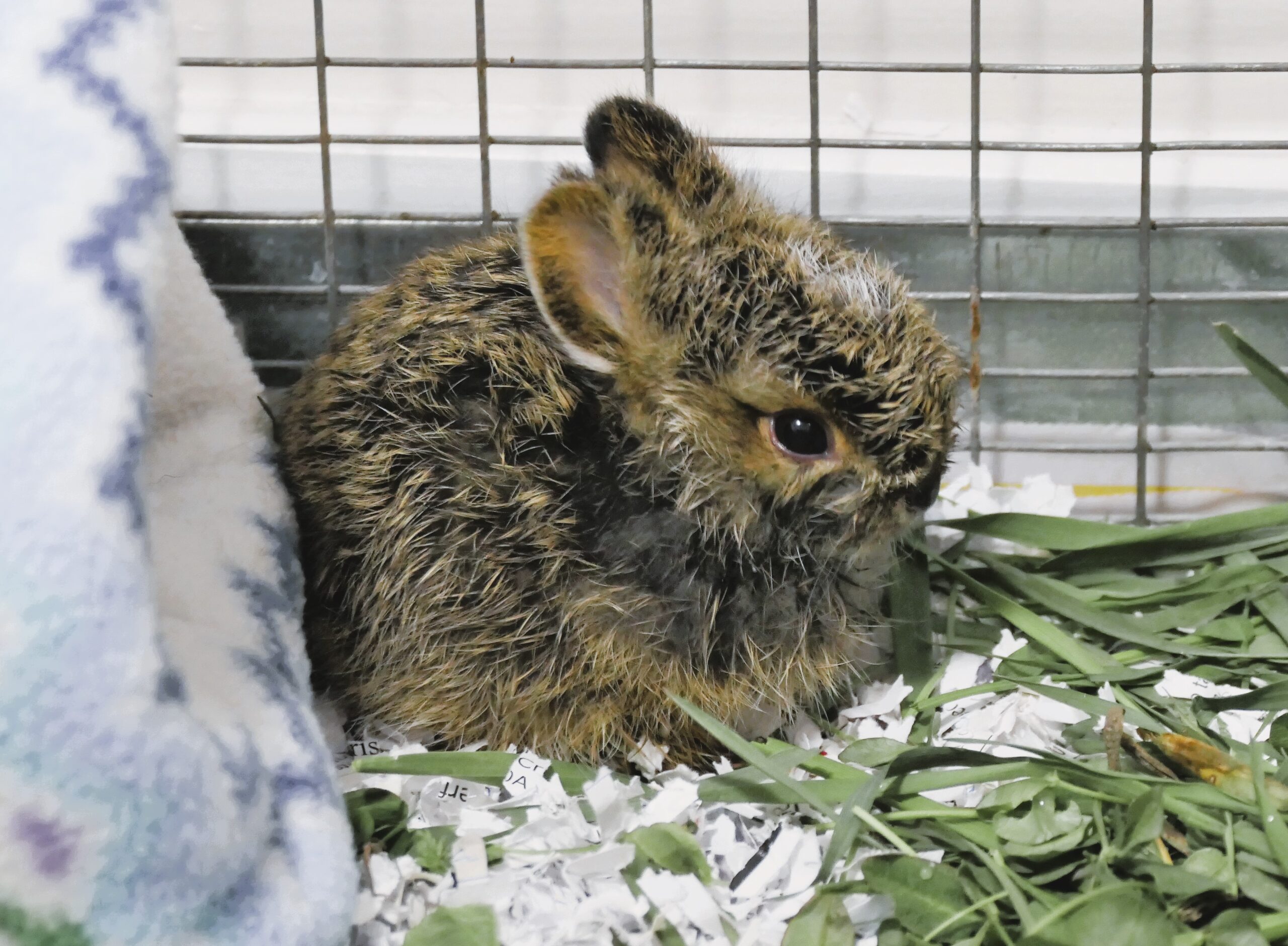 Leveret near his hiding area