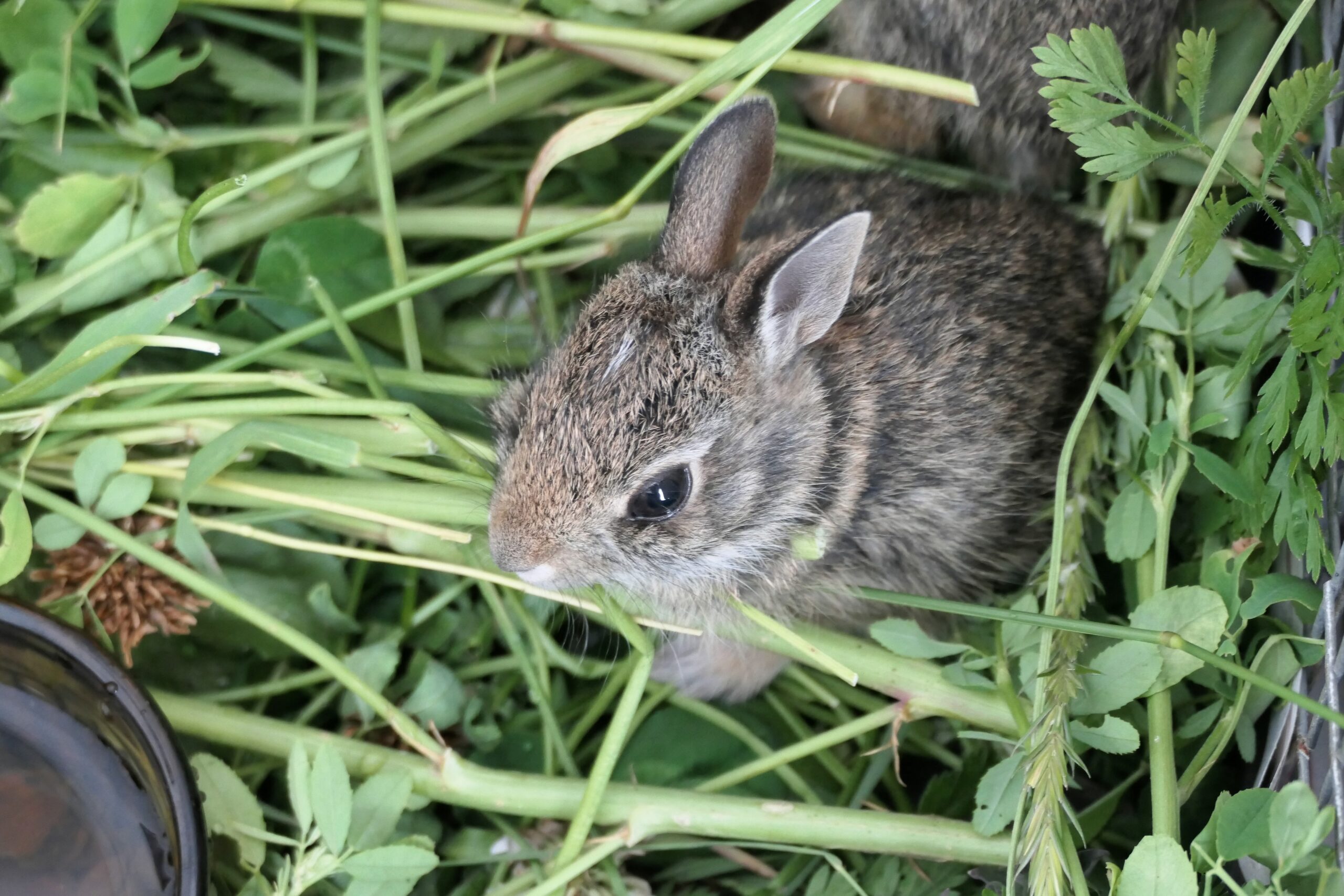 Cottontail sitting