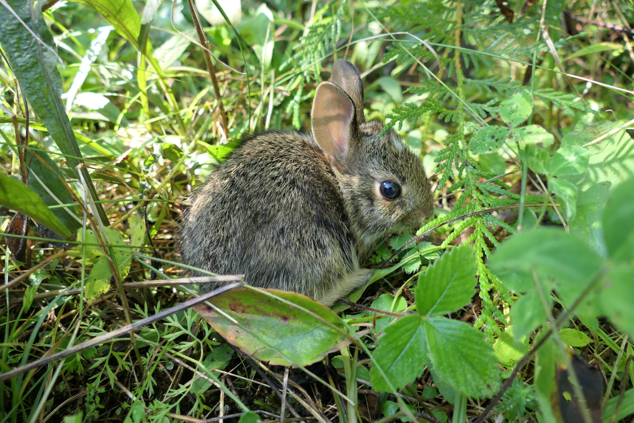 Cottontail released into the wild