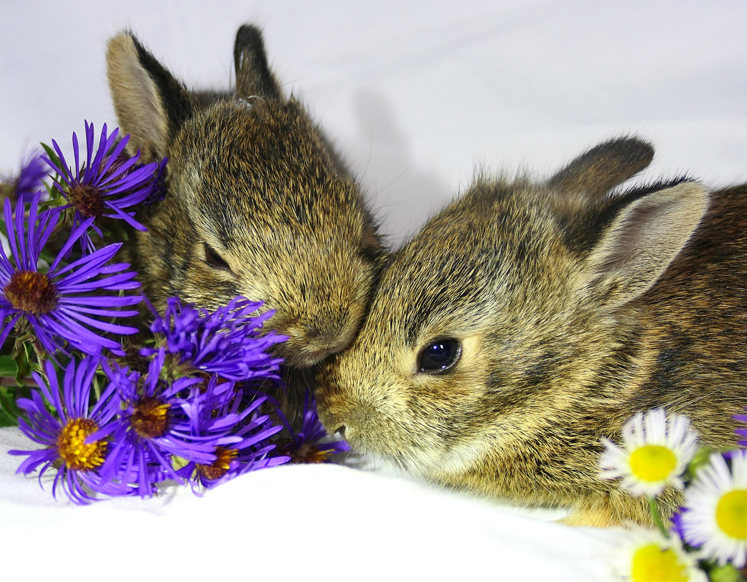 Cottontail kits relaxing