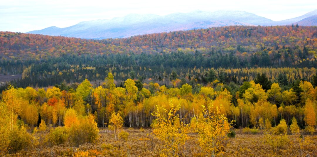 Landscape