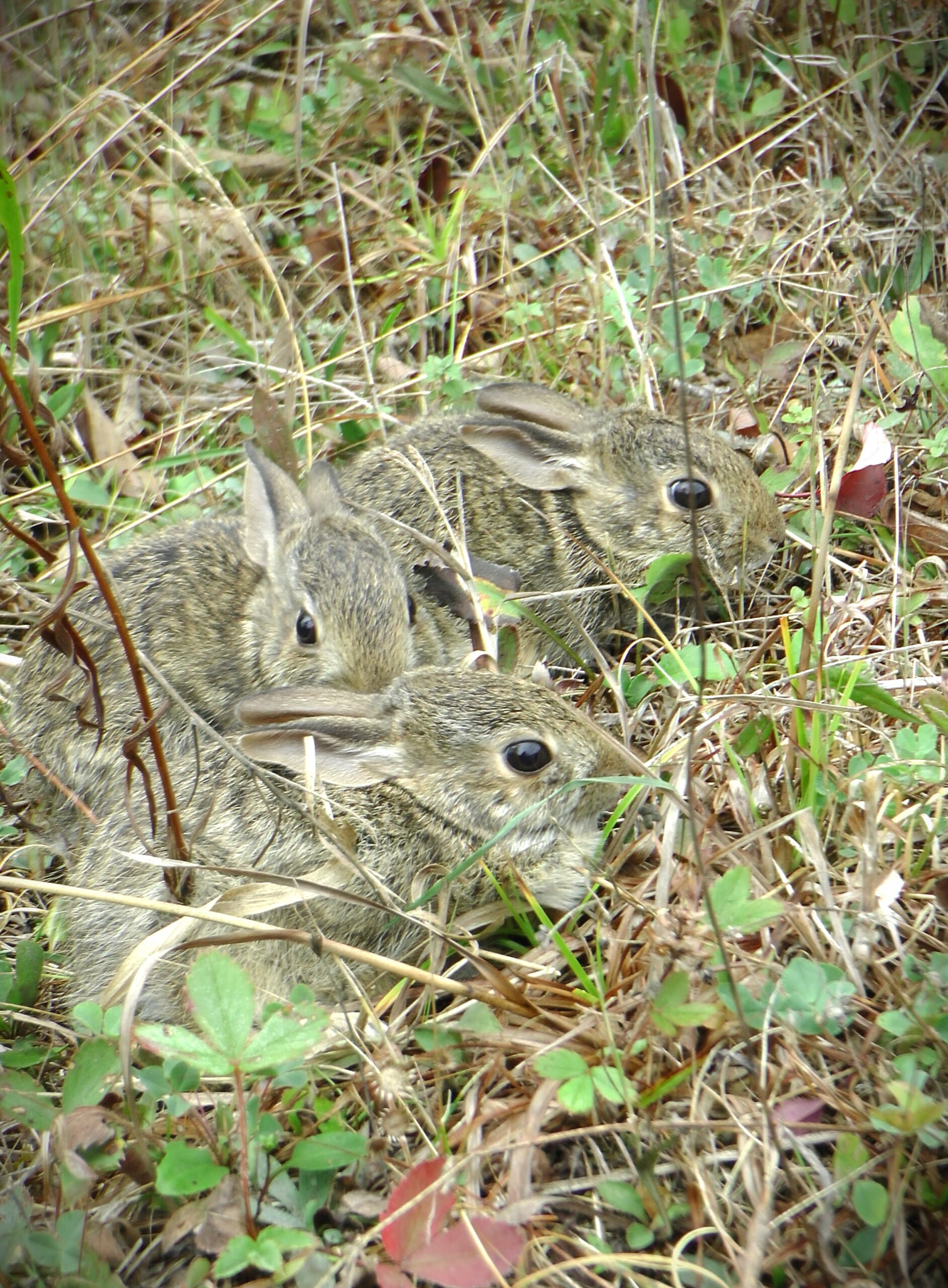 Three young rabbits on their release day.