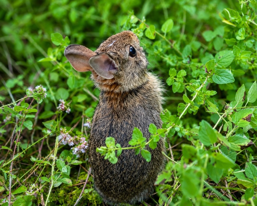 Released Cottontail in lush meadow
