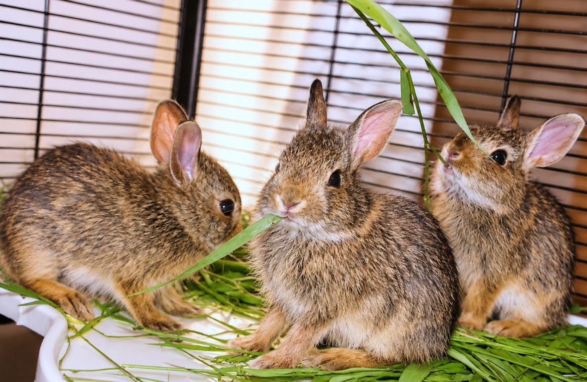 Three rabbits eating grass