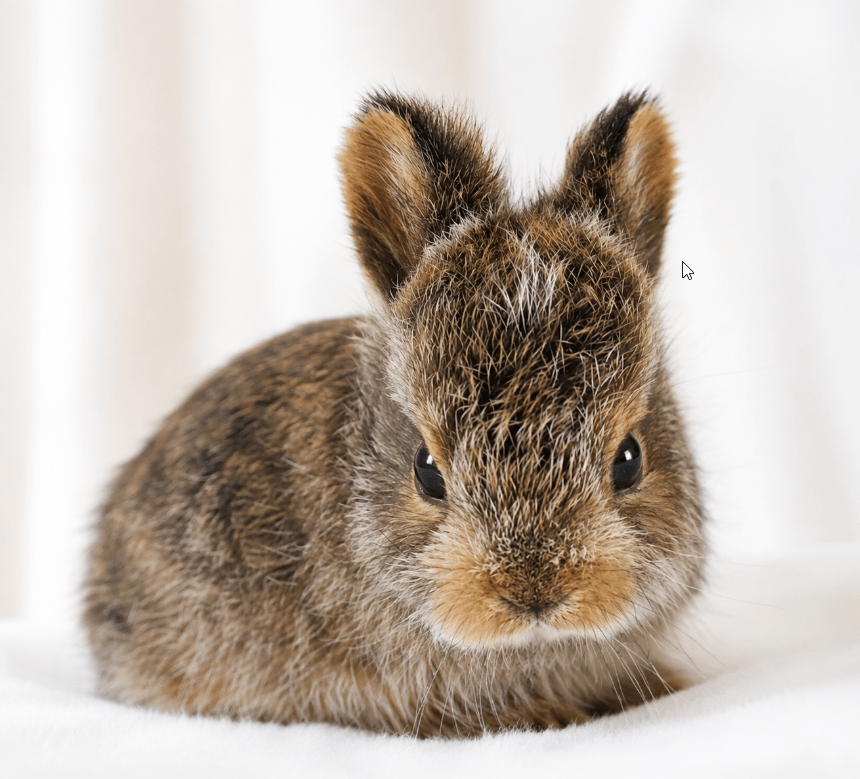 Baby Snowshoe hare waiting to be fed
