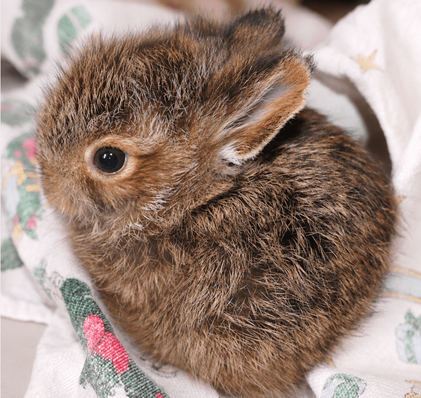 Two day old Snowshoe hare in care