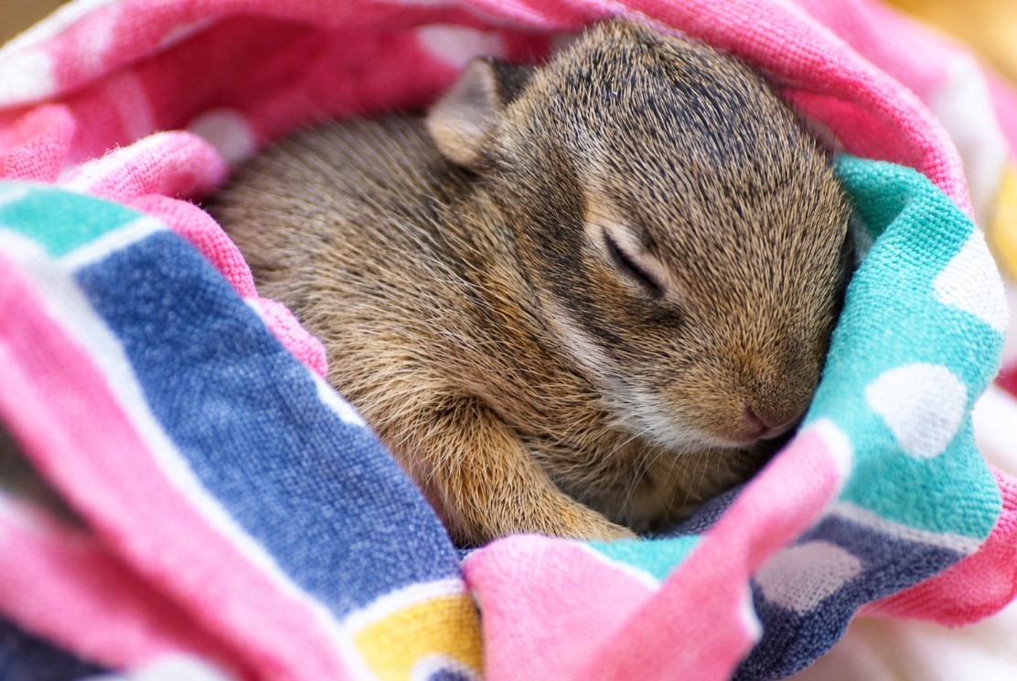 Neonate Cottontail Rabbit in care sleeping